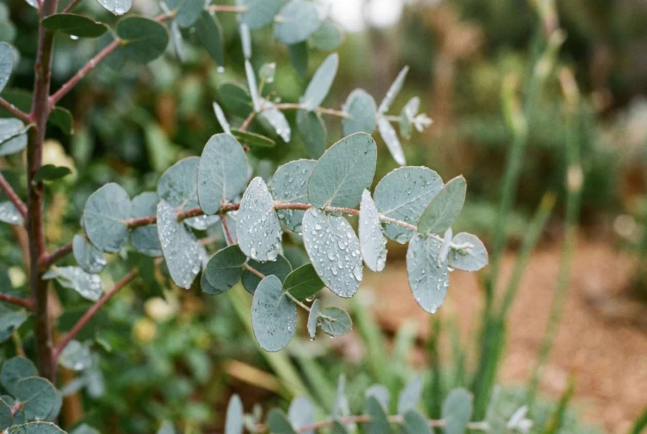 Nahaufnahme silbrig-blauer, runder Eukalyptus-Blätter an einem Zweig im Garten bei natürlichem Licht