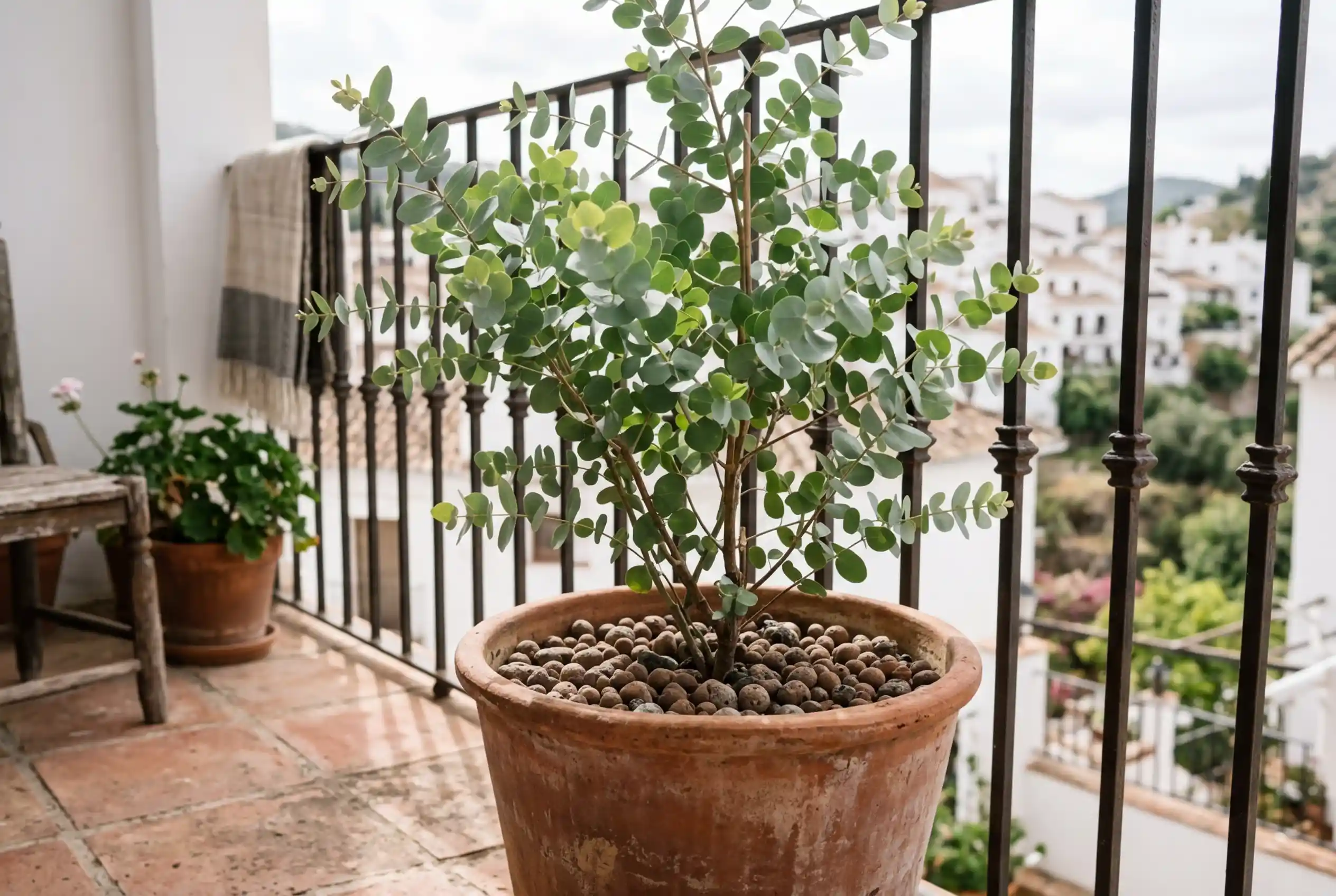 Eukalyptus-Pflanze in einem großen Terracotta-Topf mit Drainageschicht auf einem sonnigen Balkon