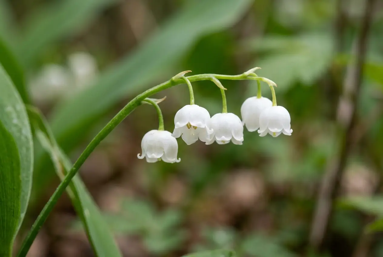 Makroaufnahme von hängenden weißen Glockenblüten des Maiglöckchens an einem geschwungenen Blütenstängel mit grünen Blättern im Hintergrund