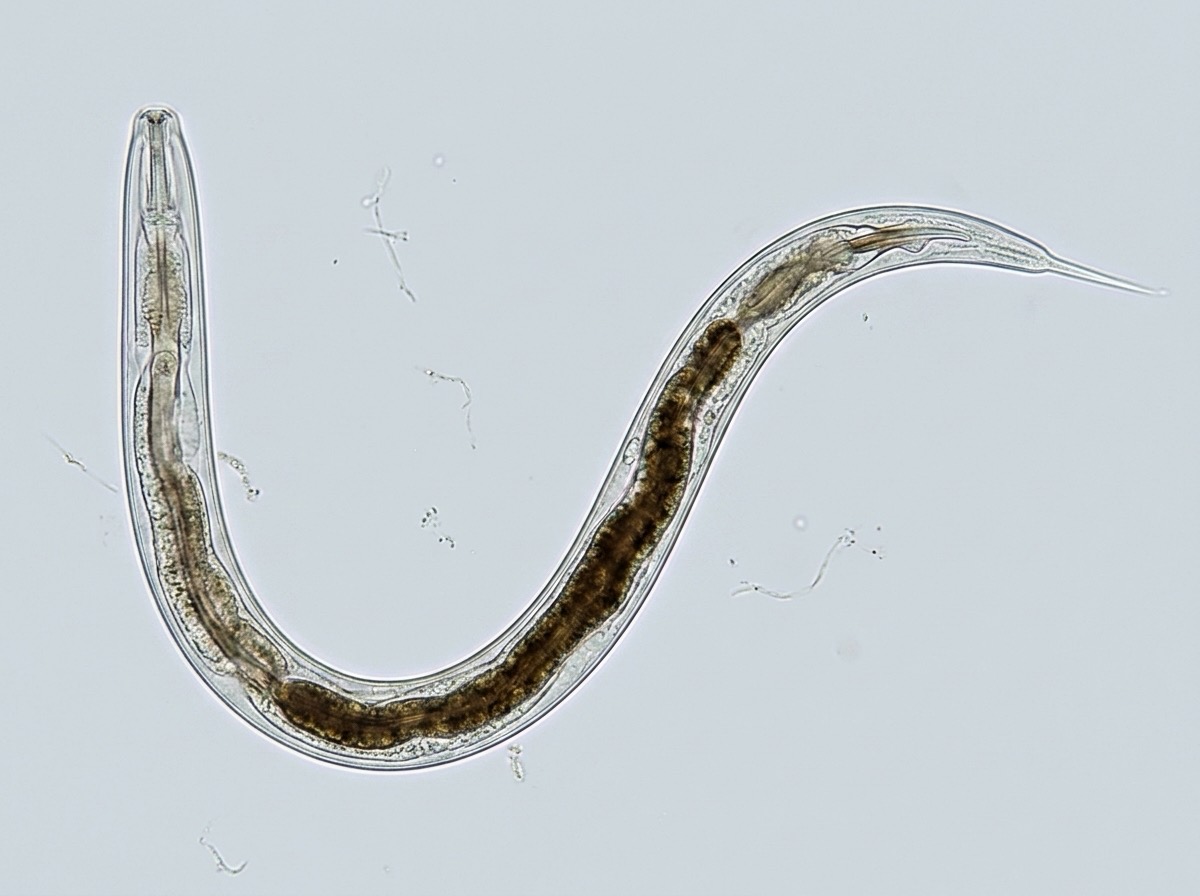Nematoden-Schaden an Pflanzenwurzeln im Garten erkennen und bekämpfen